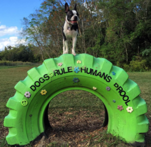 Gwinnett Count Dog Parks