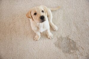 How To Potty Train A Puppy